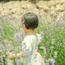 (주) 신기원 팜 | 김해 수안마을 수국 ? 올해는 라벤더 ! + 위치 정보