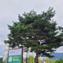 솔막국수 - 춘천시 후석로59번길 16-18 | 솔막국수