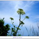 섬목 관음도 이미지