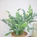 바다향기 블루 이미지