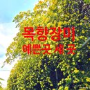 대동화원 | 부산 근교 김해 목향장미 명소/카페 알베로, 식물나라 육묘, 푸른 들꽃 농원 개화 상황 주차정보