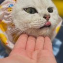 대구 고양이 미용 밀꼬냥 이미지