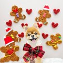 몽애견미용실 이미지