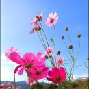 코스모스 이미지