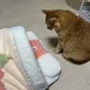 이부자리 - 괴산군 읍내로15길 13 | 고양이 겨울 이부자리 극세사 이불 숨숨집 구매 | 두달 사용후기