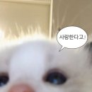 붙이다니 이미지