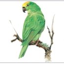 세밀화 그리기 이미지