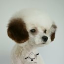 브라운 펫살롱 이미지