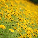 촛불잔치 이미지