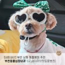 부천 동물심장 내과 건강검진센터 이미지
