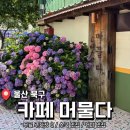 여기머물다 | 울산 북구 예쁜 수국 많은 <카페 머물다> 내돈내산 후기 (26년 6월20일 개화상태)