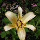 나라농원 이미지