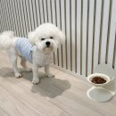 우아하개 이미지