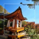 용인 호암미술관 단풍 명소 2024년 10월 말 방문 후기