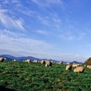 평창모터스 이미지