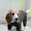 애견아롬샵 | 중형견 올인원 중형견 겨울옷 추천