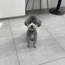 멍멍하개 이미지