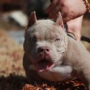 아메리칸 불리 하우스 이미지