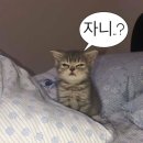 주삼