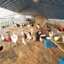 금산청계농장 이미지