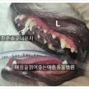 마음을 읽어주는 마음동물병원 네이버블로그
