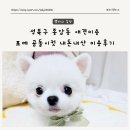 애견미용재니 | 성북구 애견미용 가위컷전문 다dog다dog 포메 곰돌이컷 미용 다독다독 추천해요!