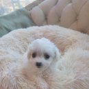 도그마루 강아지고양이 대전점 | [도그마루 강아지고양이 대전점] 사랑스러운 강아지와 만나는 기회, 대전강아지무료분양