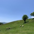 들판의추억목장 이미지