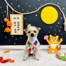 24시월드펫동물메디컬센터 이미지