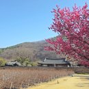 대구 볼거리/ 남평문씨세거지(인흥마을) 매화 - 산수유 - 목화