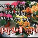 동양란 키우기 물주기 저면관수 하나만 기억해 (난키우는법) 이미지