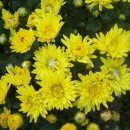 국화약국 이미지