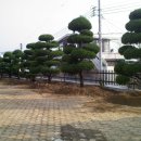 대천회관 Daum카페