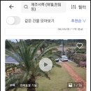 애월제주포레 이미지