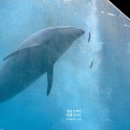 돌고래약품 이미지