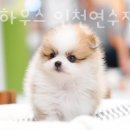 몽몽이하우스 인천연수점 이미지