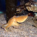 문어다리여덟개 이미지