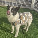 고쳐줄개 이미지