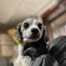 몽글몽글 이미지