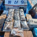 갑오징어짱 이미지