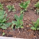 봉우농장 이미지