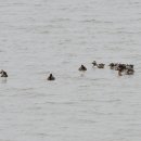 장선포2 이미지