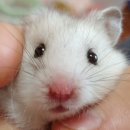 로던트클럽 강서마곡점 이미지