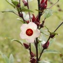 ROSELLE HIBISCUS(로젤 히비커스) 이미지