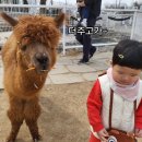 도담 | [고양 쥬쥬 랜드]두 번째 방문 솔직 후기- 아기랑 당일 가볼 만한 곳 | 알파카 토끼 먹이주기 체험