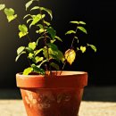 나의 작은 정원-홈 가드닝 이미지