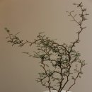 소유플레르 이미지