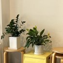 안양국제유통단지 | 안양 호계동 신상카페 추천 카페담온 | 시그니처 커피와 수제 베이커리가 있는 안양 국제유통단지 카페