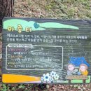 완도호랑가시나무 가로수길 | 광주근교 산책하기 좋은 곳, 대한민국 100대 명품숲, 나주 산림연구원을 산책하며 힐링