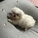 달링하이 강아지분양 창원점 | 새로운 가족